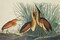 Least Bittern Poster Print by John James Audubon - Item # VARPDX197779
